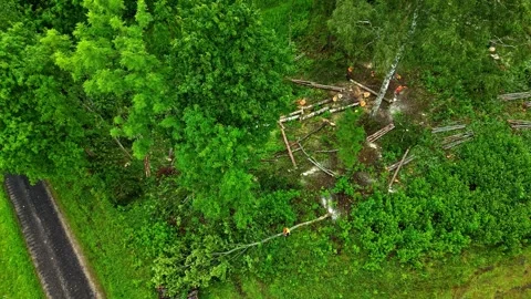 Aerial view of forest logging site Vídeo Stock 331063165