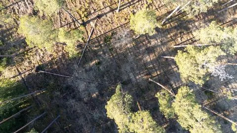 Aerial View of Forest with Long Tree Shadows Stock Photos