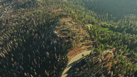 An aerial view of a forest with lots of trees Stock Footage 252313630