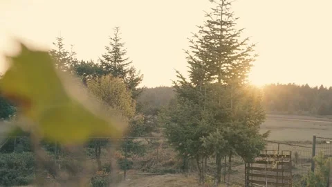 Aerial View: Forest, Magical Mount, Sunrise, Sunset Stock Footage 202052676