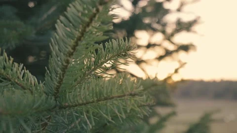 Aerial View: Forest, Magical Mount, Sunrise, Sunset Stock Footage 202052695