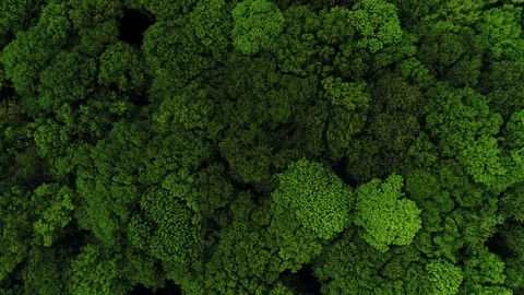 Aerial View Of Forest. Many Green Trees. Stock Footage