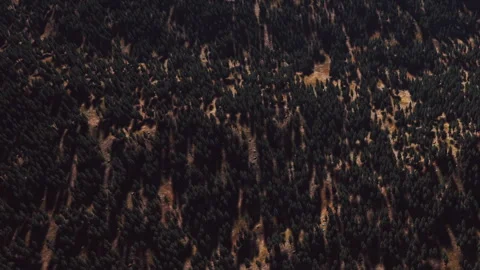 Aerial view of a forest with many trees in a clear layout and sunlight Stock Footage 340627965