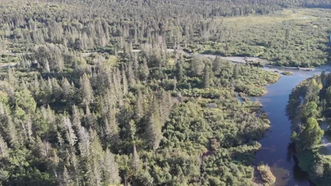 Aerial view of forest in Matane in Quebec Stock Footage 143169152