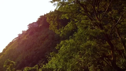 Aerial view of forest, mountain and ocean at golden hour - Tahiti Stock Footage