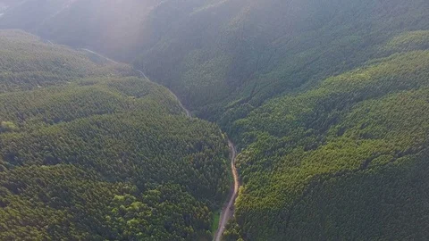 Aerial View: forest in mountain canyon Stock Footage 80223817