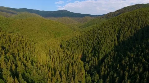 Aerial view of forest mountain landscape Stock Footage 80000883