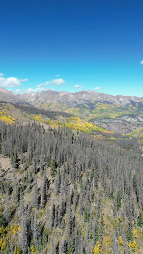 Aerial View of Forest With Mountains in Background Stock Footage 274511944