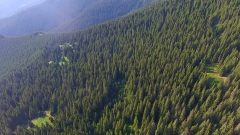 Aerial view of forest in mountains. Summer bright day Stock Footage 79995258