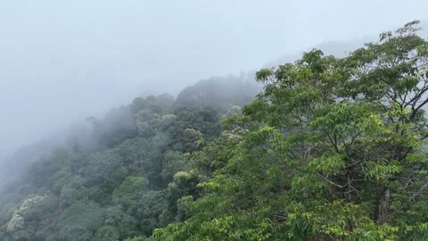 Aerial view of the forest nature. Stock Footage 297833071