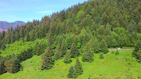 Aerial View of Forest near Devils Cauldron Stock Footage 312423399