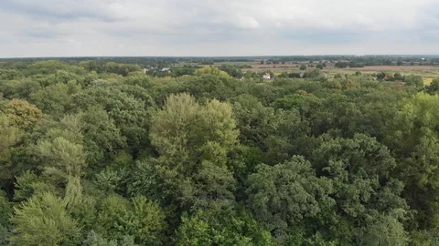 Aerial view of a forest near the Oder river, drone flying over forest Stock Footage 94920274