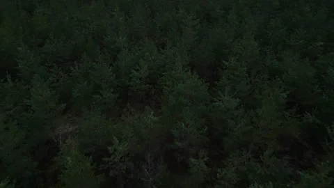 Aerial view of forest at night with dark landscape and terrestrial plants Stock Footage 272316321