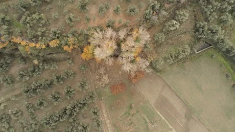 Aerial view of a forest with olive trees and trees with autumn color leave Stock Footage 121518115