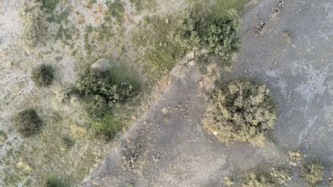 Aerial view of a forest with olive trees and trees with autumn color leaves Stock Footage 121525936