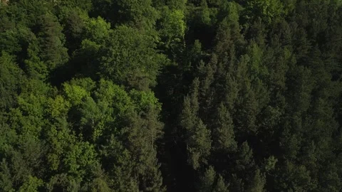 Aerial View of Forest with Open-Pit Dolomite or Limestone Quarry, Blue Sky, and Stock Footage 277358077