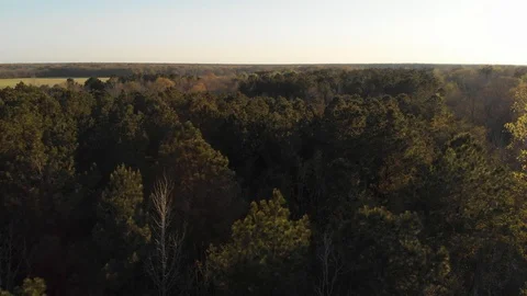 Aerial View of Forest pans over to reveal sun flare 4K 動画素材 86657526