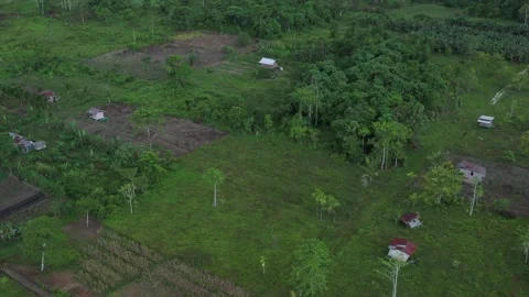 Aerial view of a forest in Papua with sparse resident houses Stock Footage 239506091
