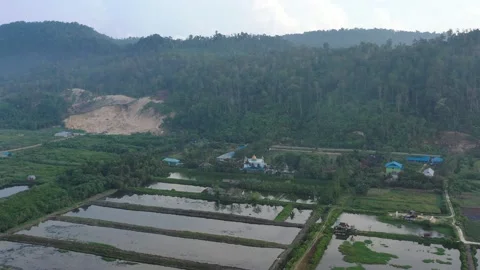 Aerial view of a forest in Papua with sparse resident houses Stock Footage 239508974