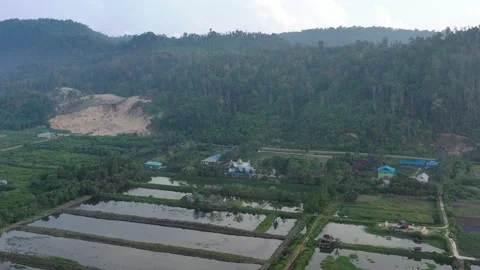 Aerial view of a forest in Papua with sparse resident houses Stock Footage 239520826