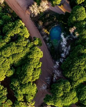Aerial View of Forest Path and Pond Stock Photos