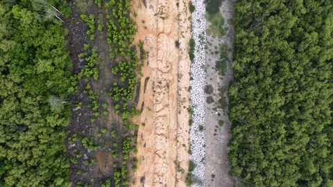 Aerial View of a Forest Path with Green Trees Stock Footage 344048927
