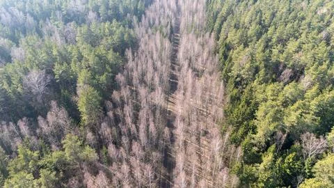 Aerial View of Forest Path Through Bare Trees Stock Photos