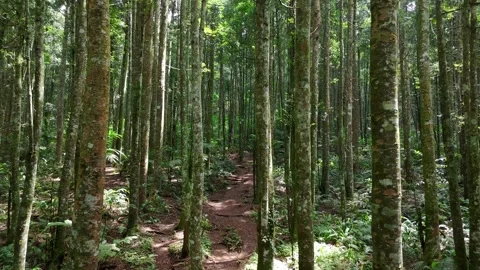 Aerial view of a forest path in West Java, Indonesia. Vídeos de archivo 338164585