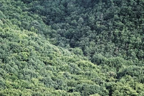 Aerial view of a forest Stock Photos