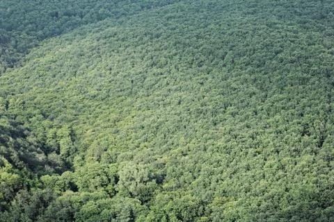 Aerial view of a forest Stock Photos