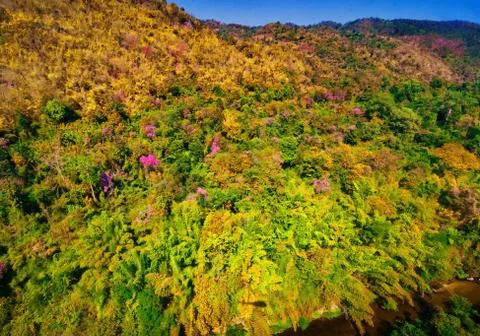 Aerial view of the forest Stock Photos