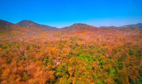 Aerial view of the forest Stock Photos