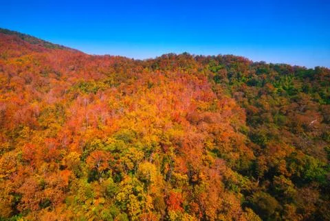 Aerial view of the forest Stock Photos