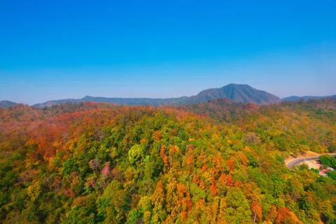 Aerial view of the forest Stock Photos