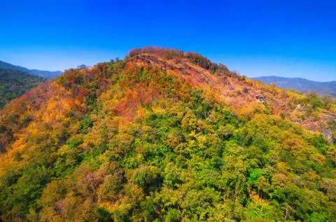 Aerial view of the forest Stock Photos