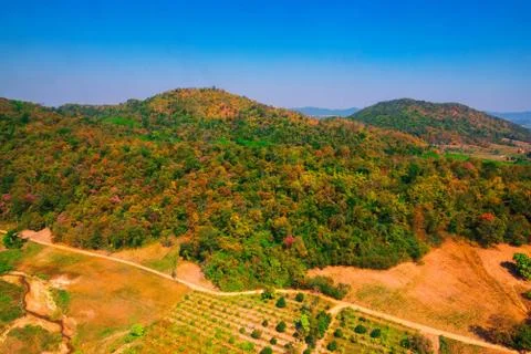 Aerial view of the forest Stock Photos