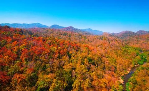 Aerial view of the forest Stock Photos