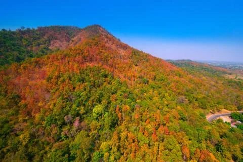 Aerial view of the forest Stock Photos