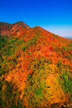 Aerial view of the forest Stock Photos