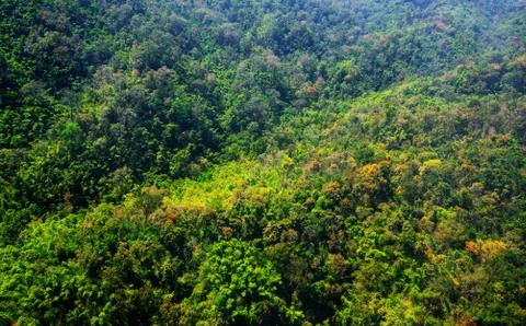 Aerial view of the forest Stock Photos