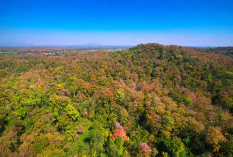 Aerial view of the forest Stock Photos