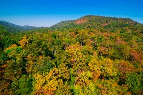 Aerial view of the forest Stock Photos