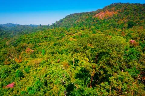 Aerial view of the forest Stock Photos