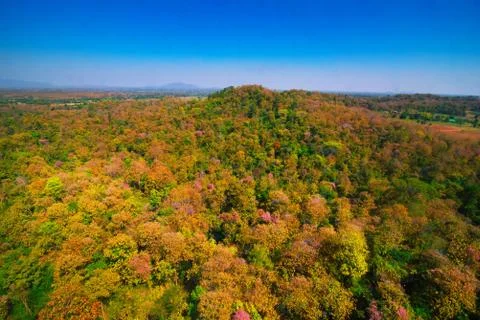Aerial view of the forest Stock Photos