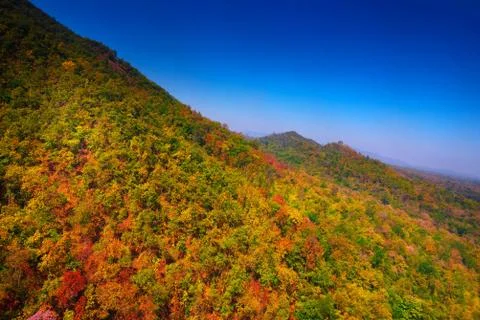Aerial view of the forest Stock Photos