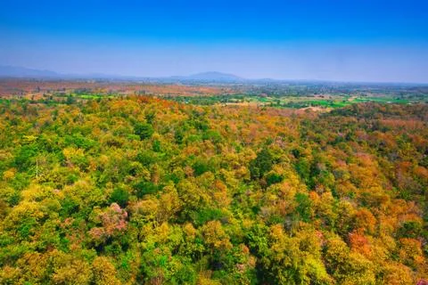 Aerial view of the forest Stock Photos