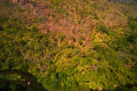 Aerial view of the forest Stock Photos