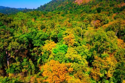 Aerial view of the forest Stock Photos