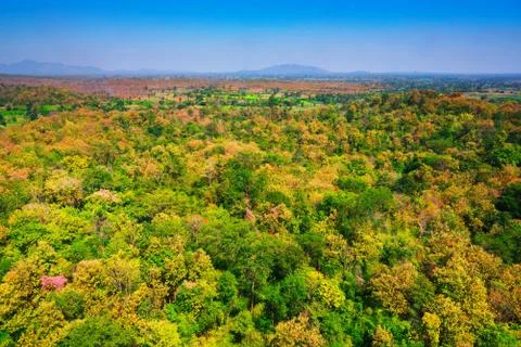 Aerial view of the forest Stock Photos