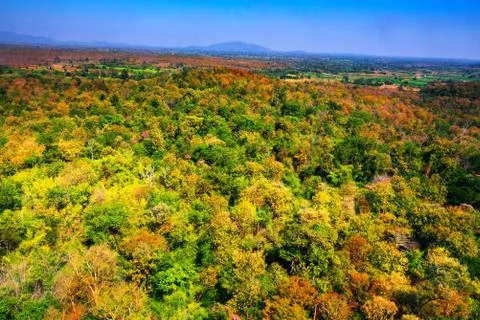 Aerial view of the forest Stock Photos